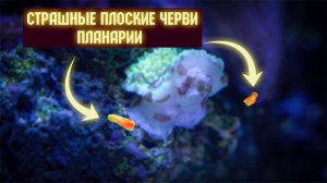 Почему планарии опасны и как их вывести