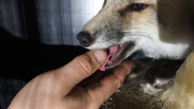 ночной перекус