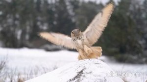 Песня про сову ( я автор текста, поёт нейросеть)2 вариант .mp4