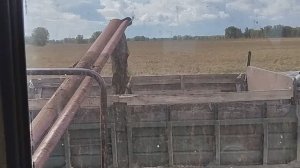 Уборка рапса в Сибири! #29 Березовый край