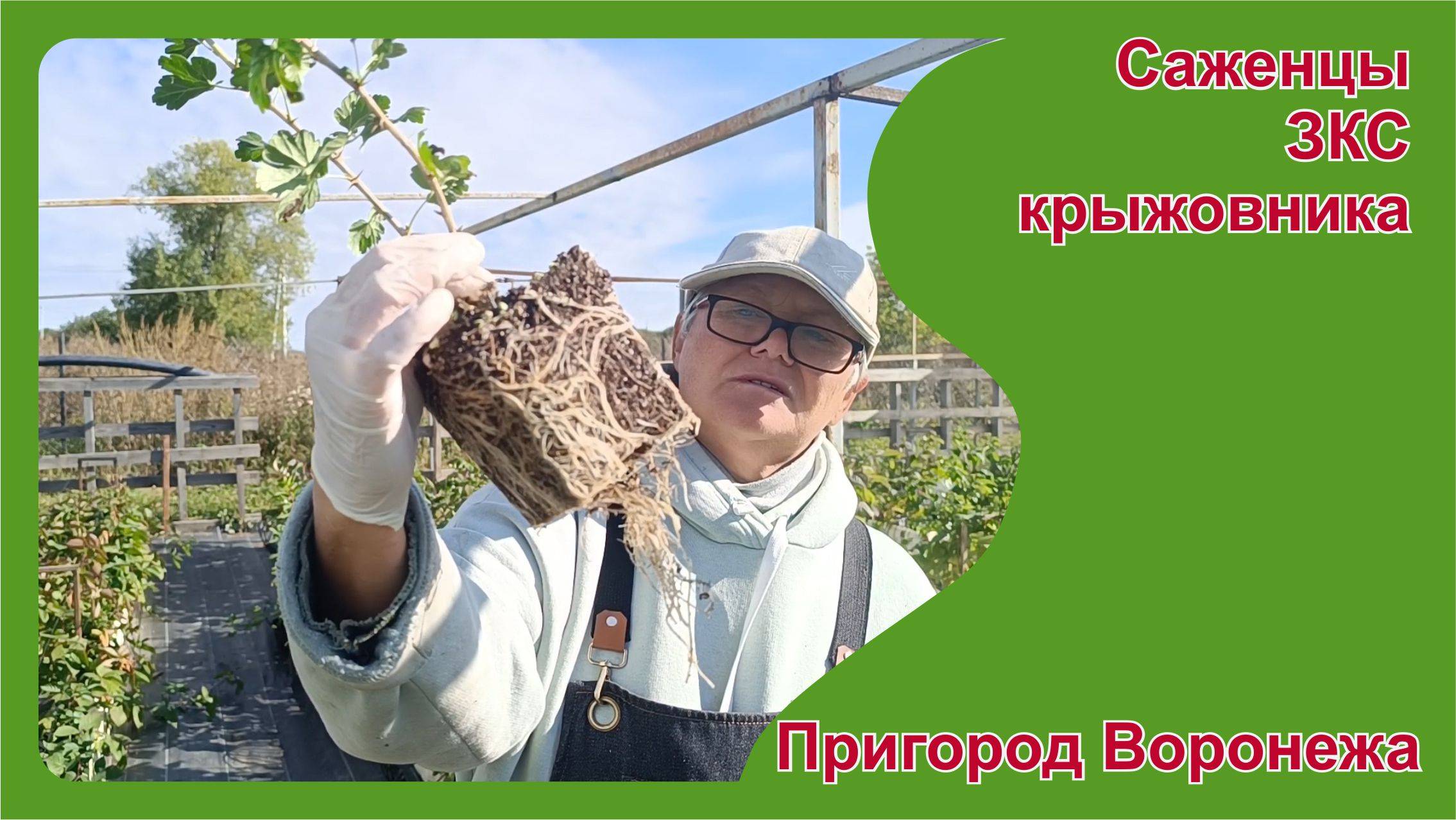 Саженцы крыжовников, устойчивых к мучнистой росе. Пригород Воронежа.