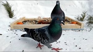 Голуби прилетели на кормушку