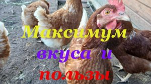 Как я кормлю кур осенью и зимой