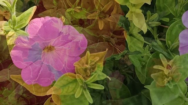 Омар Хайям "Пчела, вонзив стальное жало ..." читает Любовь Б. # рубаи #стихи смотреть онлайн