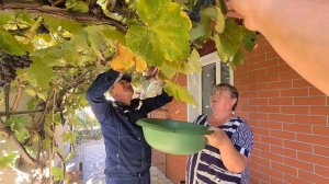 Ейск-Александровка. Домашние дела...Собираем виноград. Куры...