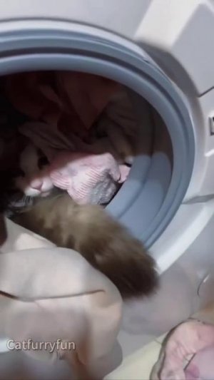 Котики желают поспать)