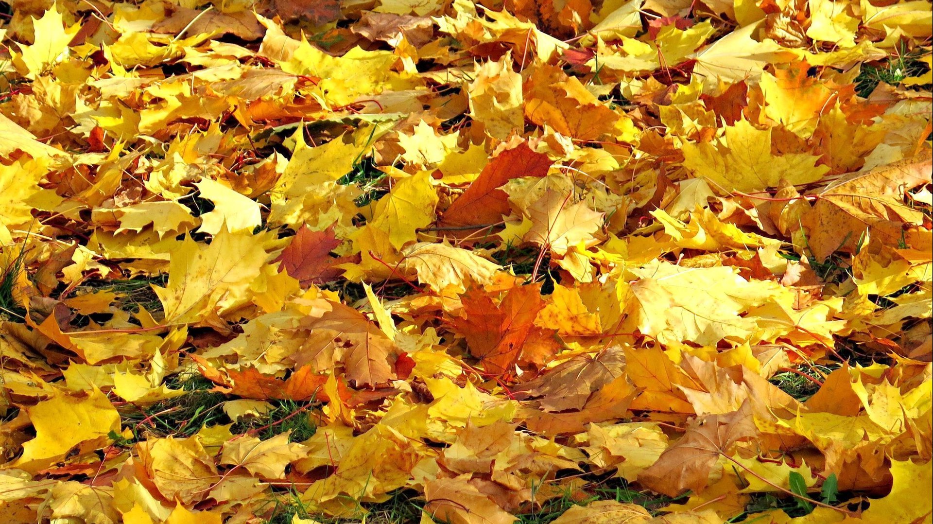 ОСЕННИЕ ШЕПЧУТСЯ ЛИСТЬЯ И МУЗЫКА СЛЫШИТСЯ... смотреть онлайн