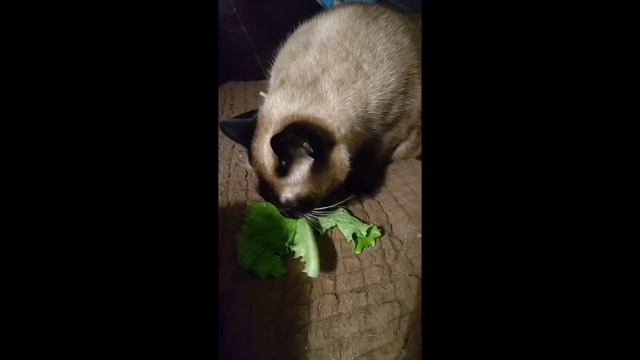 Персей  ест   клетчатку.