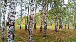 БЕРЁЗОВАЯ РОЩА