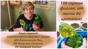 100 сортов фиалок, от листа до цветения! Этап третий! Снимаем детки фиалок с листа!