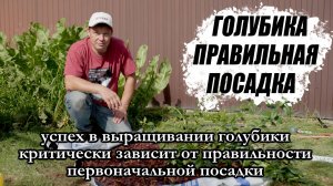 Как посадить голубику? Подробный пошаговый рецепт.