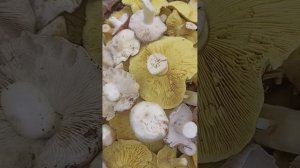 Съездили за грибами 🤗🤗🤗