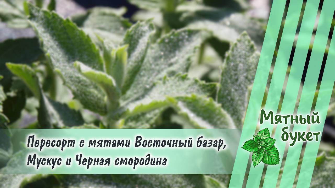 Пересорт с мятами Восточный базар, Мускус и Черная смородина