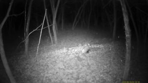 Попадание пули SP 7,62 мм по барсуку. Ночная охота с карабином СКС.