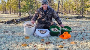 ГРИБОВ ХОТЬ КОСОЙ КОСИ! СЕВЕРНАЯ ТИХАЯ ОХОТА!!! МАТЬ ПРИРОДА ЩЕДРА В ЭТОМ ГОДУ!КРАСИВЫЙ ЧИСТЫЙ!