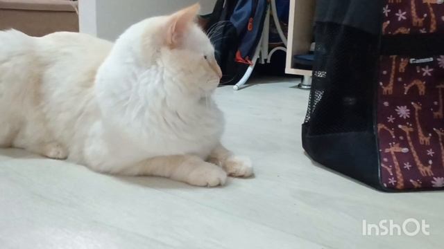 28.09.2025 Котик Бублик 🥯 😻 в гостях у Муси и Шлепы 🐱🐱 смотреть онлайн