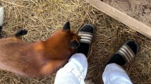 Лиса-Алиса. Уборка у Игниса