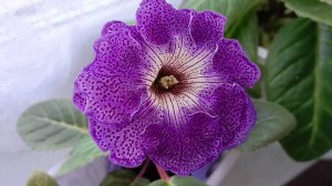 Цветение глоксиний из семян, лето 2025 г