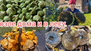 Домашние дела переделали ,в лес за грибами сходили .