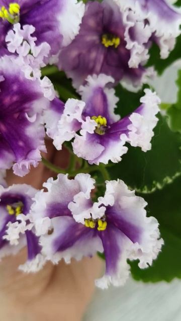 Фиалка МТ-Сладкая Фантазия