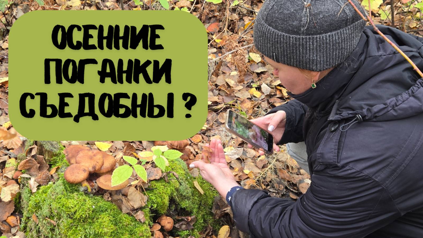 Осенние поганки съедобны? Как отличить грибы от поганок? смотреть онлайн