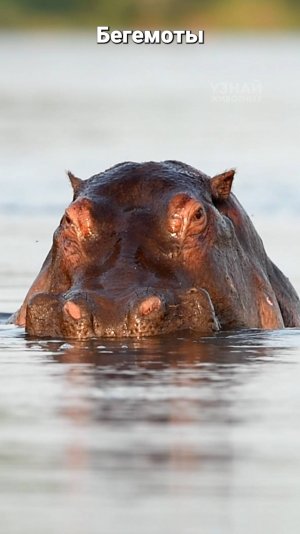 ТОП животных-рекордсменов под водой