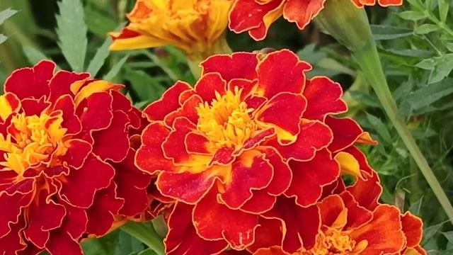 Омар Хайям "Кто битым жизнью был ..." читает Любовь Б. смотреть онлайн