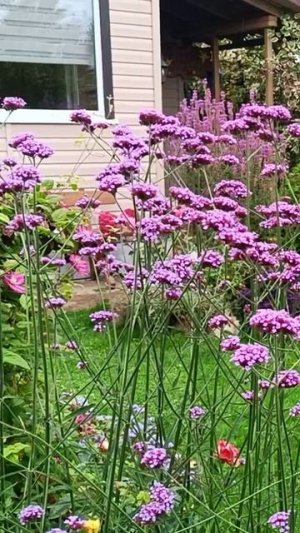 Вербена Бонарская самосевом