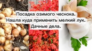 28-09-2025Посадка озимого чеснока.Нашла куда применить мелкий лук.Дачные дела.