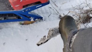 Опасности в лесу!