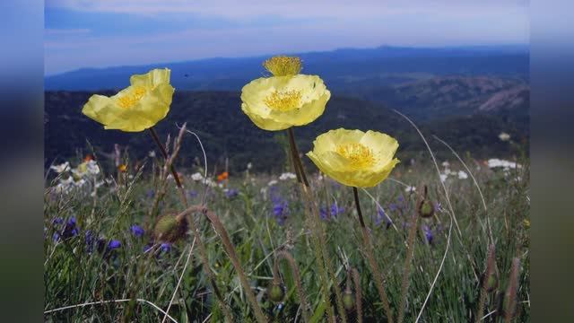 Стихи ЗДЕСЬ ХОЧЕТСЯ ДУМАТЬ О БОГЕ. Автор стихов и чтец Марина Лагно.