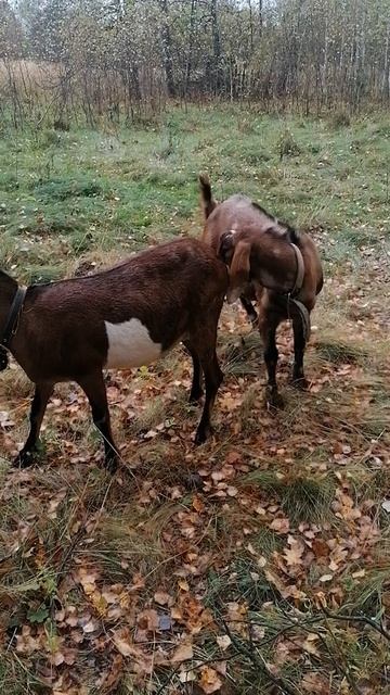 28.09 2025 года Ненси гуляет с Генри