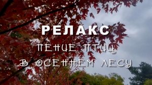 Осенний релакс. Пение птиц в осеннем лесу
