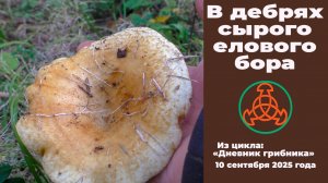 В дебрях сырого елового бора. Дневник грибника 10 сентября 2025 года.