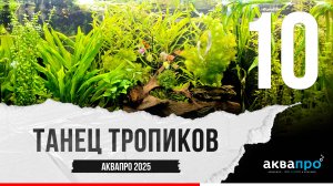 10. Танец тропиков. #АкваПро