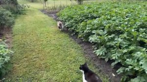 Незнакомый гость! 24 часа охраняем дом