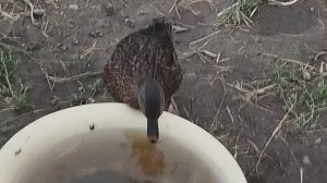 Моя подсадная утка на выгуле.