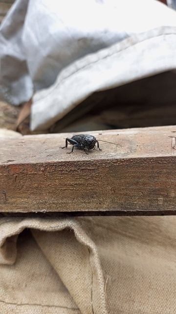 Сено с музыкантом