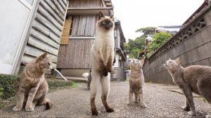 СМЕШНЫЕ КОТЫ И СОБАКИ | ЛУЧШИЕ ПРИКОЛЫ С КОТАМИ, КОШКИ, ЖИВОТНЫЕ