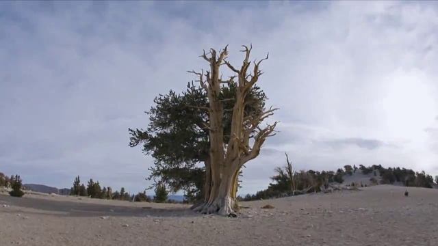 Красивое видео о природе на Земле смотреть онлайн