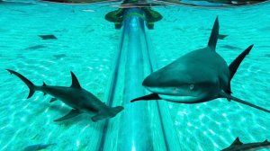 А вы бы прыгнули? «Leap Of Faith» - свободное падение с высоты 8 этажного дома в аквариум с акулами