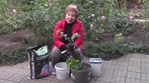 Как посадить гортензию.