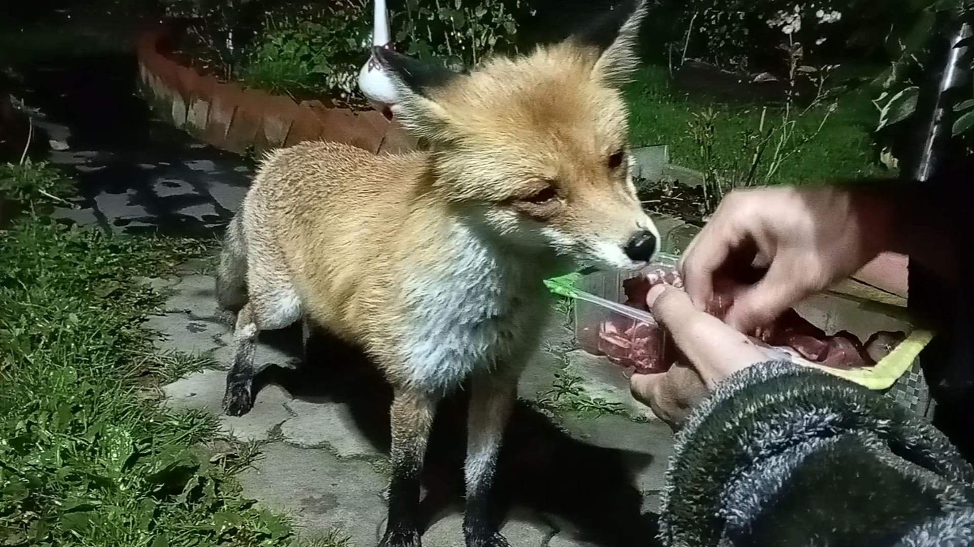 (1125) Лиса приходит в гости. Сентябрь 2025 смотреть онлайн