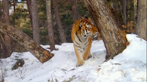 На Дальнем Востоке отмечают День тигра