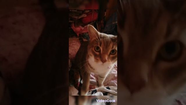 САМЫЙ КРАСИВЫЙ КОТИК В МИРЕ#САМЫЙ МИЛЫЙ КОТИК В МИРЕ#РИЧЧИ МЯВКИН#BABYCAT#LUCK#DREAM#SWEET#TOP#TREND