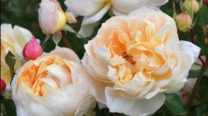 Champagne - японская роза Таку Кимуро 2023 г. Самая ароматная роза Японии.