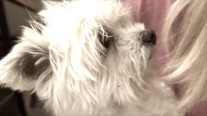 ЛИРИЛИ ЛАРИЛА В РЕАЛЬНОЙ ЖИЗНИ | ЗАСТРЯЛИ ВО ВРЕМЕНИ С КОТОМ И СОБАКОЙ