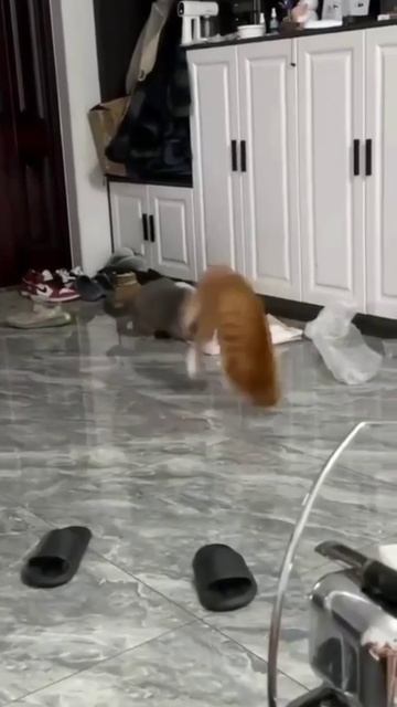 кот-ниндзя