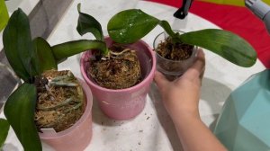 У орхидей вялые листья! Что делать?