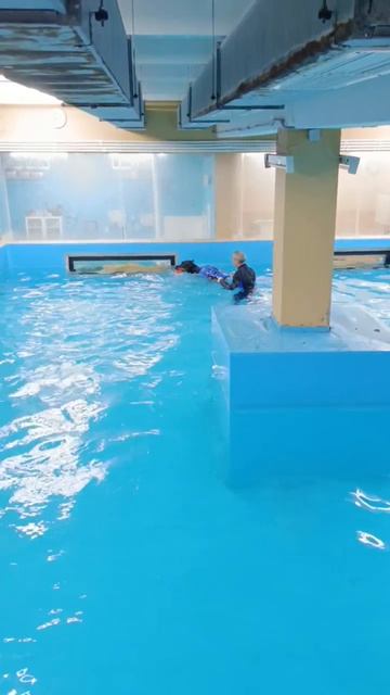 28.09.2025 Тотошка, бассейн, тренируем выдержку, стоять, обход, взять. Немецкий Доберман. смотреть онлайн